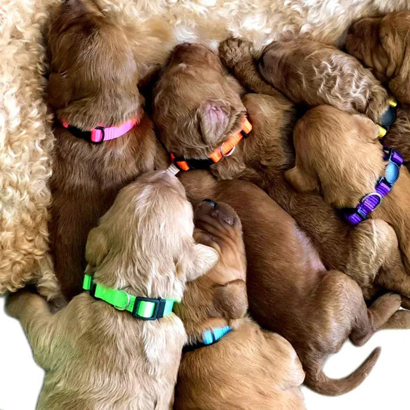 12 Pcs/set Collares de identificación de nailon suave para cachorros, collares ajustables con cierre de seguridad para la arena, bandas de identificación para perros pequeños y mascotas.